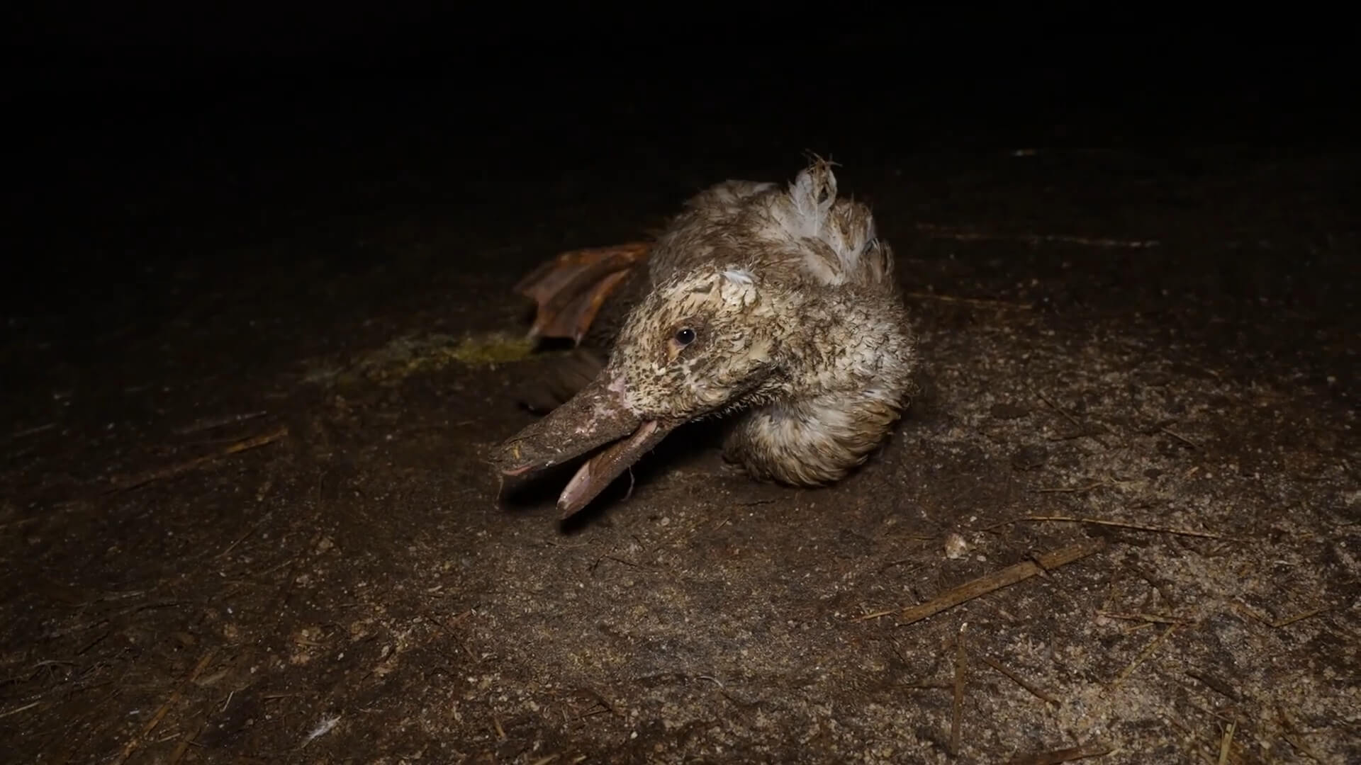 Mishandelde eend in Portugal