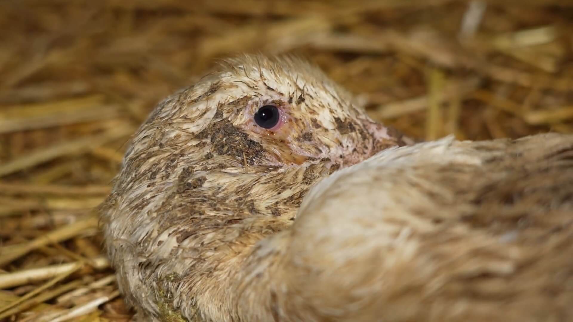 Mishandelde eend in Portugal