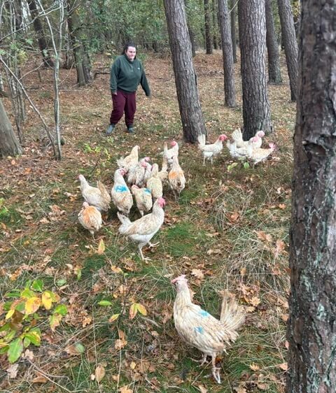 Kippen in Turnhout misbruikt als grap en daarna gedumpt