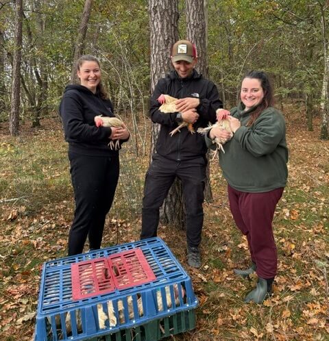 Kippen in Turnhout misbruikt als grap en daarna gedumpt
