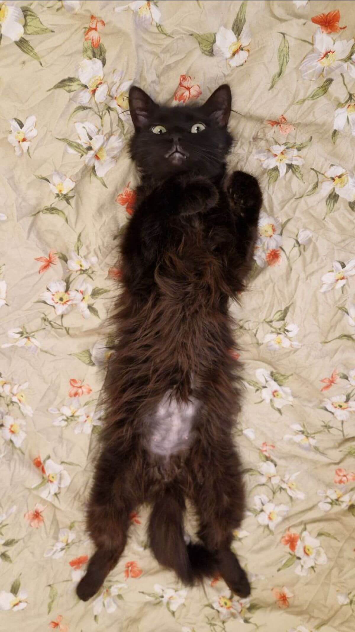 Foto: House of Animals