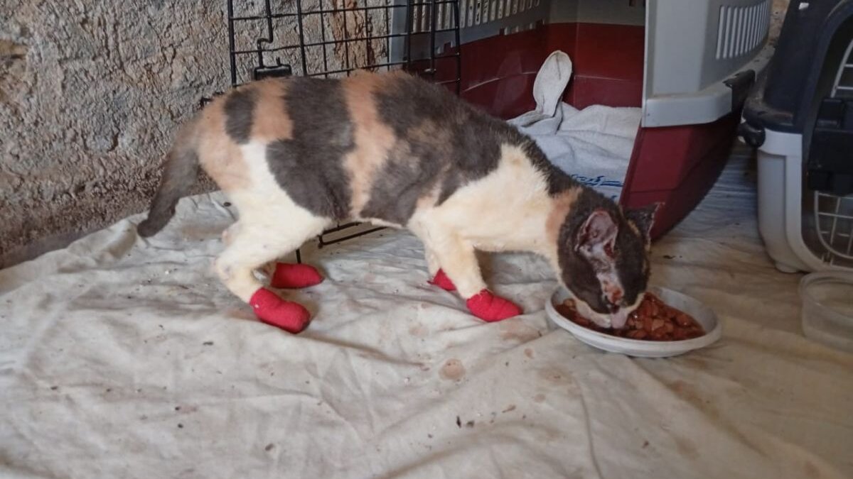 Griekse dierenopvang volledig verwoest door natuurbrand