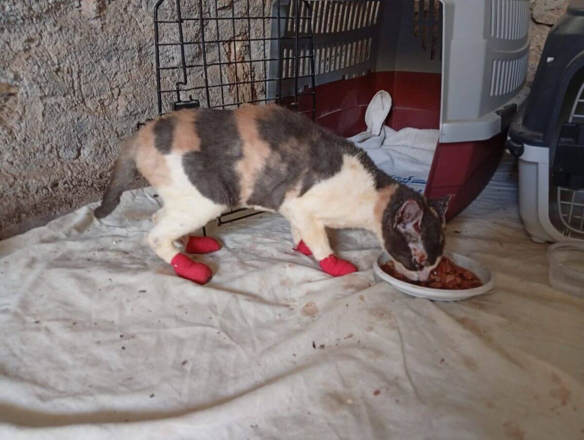 Griekse dierenopvang volledig verwoest door natuurbrand