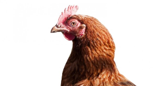 Vogelgriep in Dodewaard, 161.000 kippen afgemaakt