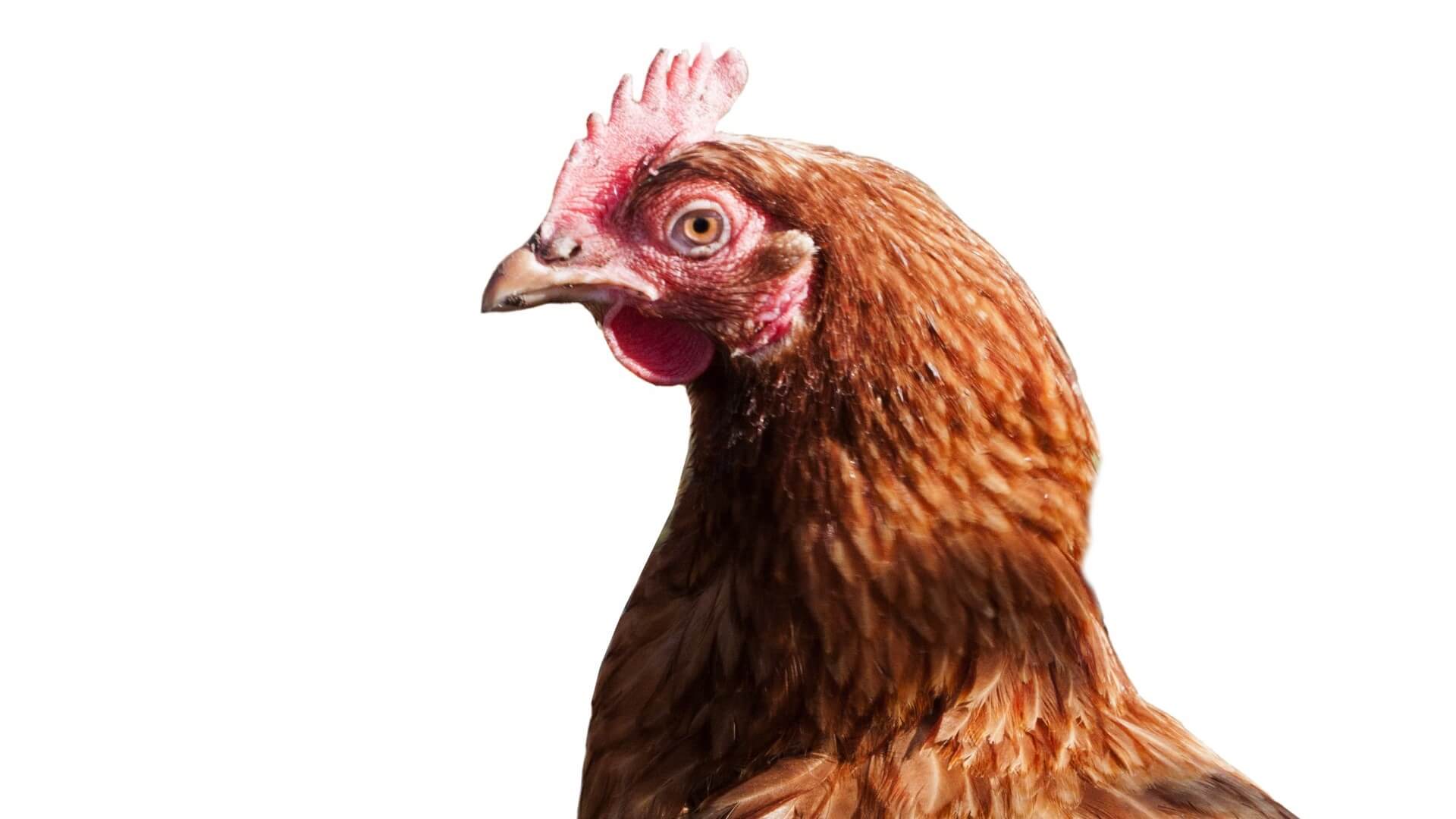 Vogelgriep in Dodewaard, 161.000 kippen afgemaakt