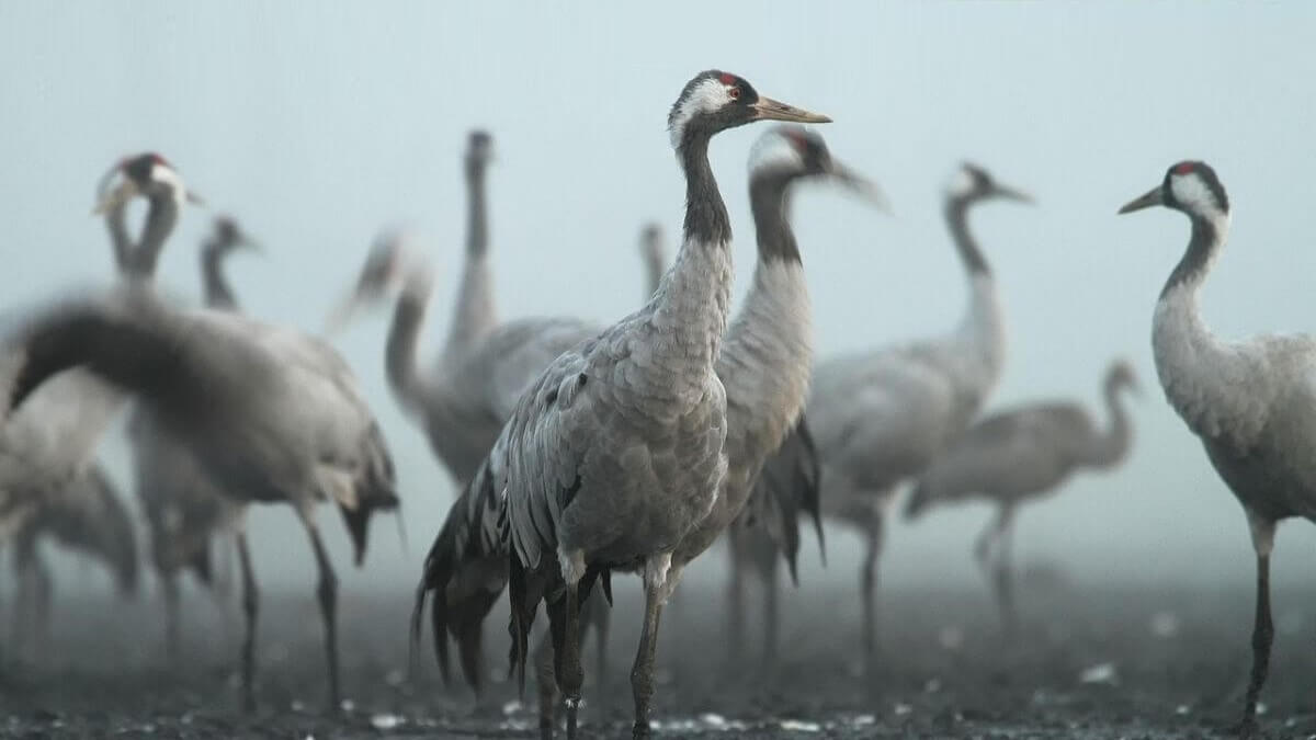 Al 500 wilde vogels dood door vogelgriep in Aragón, Spanje