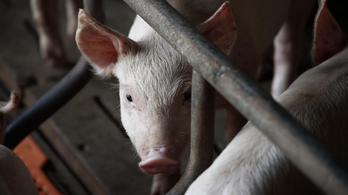 Varkens gestikt in Ospel. Mestputincidenten geen uitzondering