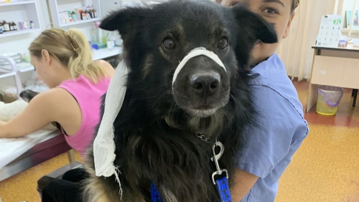 House of Animals voorkomt nestjes in Oekraïne | Foto: City of Dogs