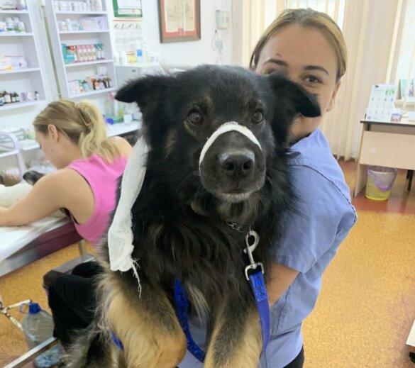 House of Animals voorkomt nestjes in Oekraïne | Foto: City of Dogs