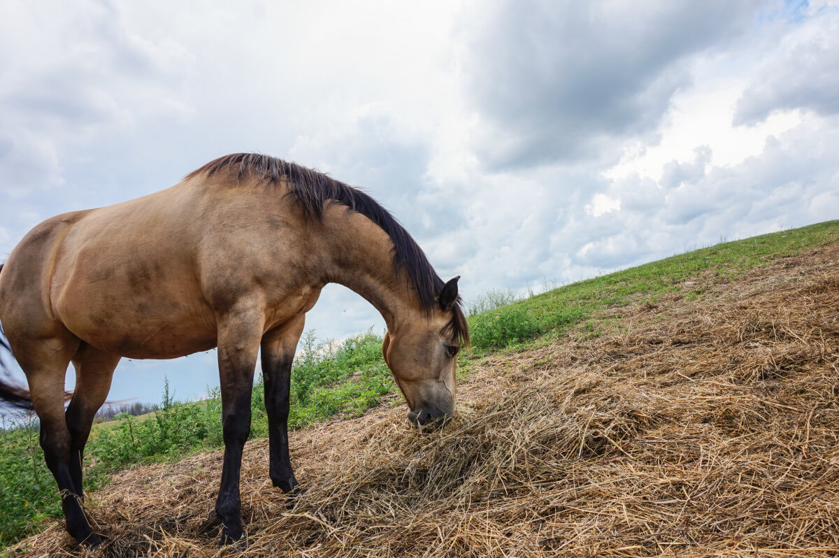 paard eet hooi