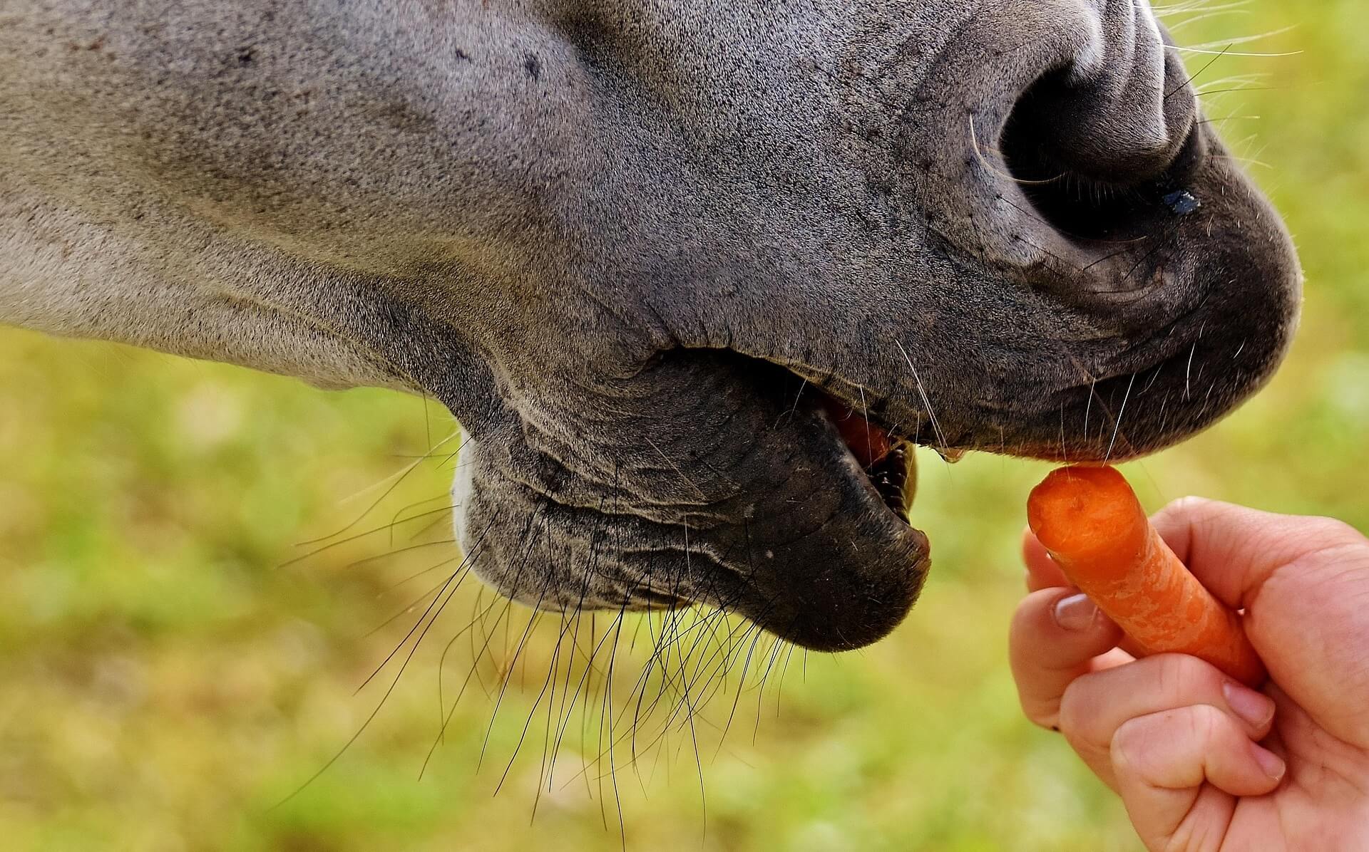 te veel wortels kan het paardenwelzijn negatief beïnvloeden