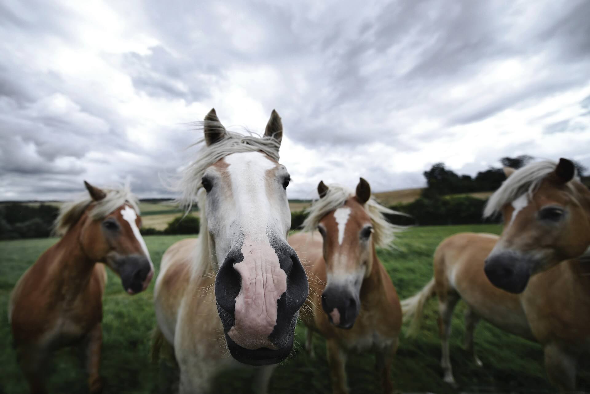 in een groep leven is goed voor het paardenwelzijn