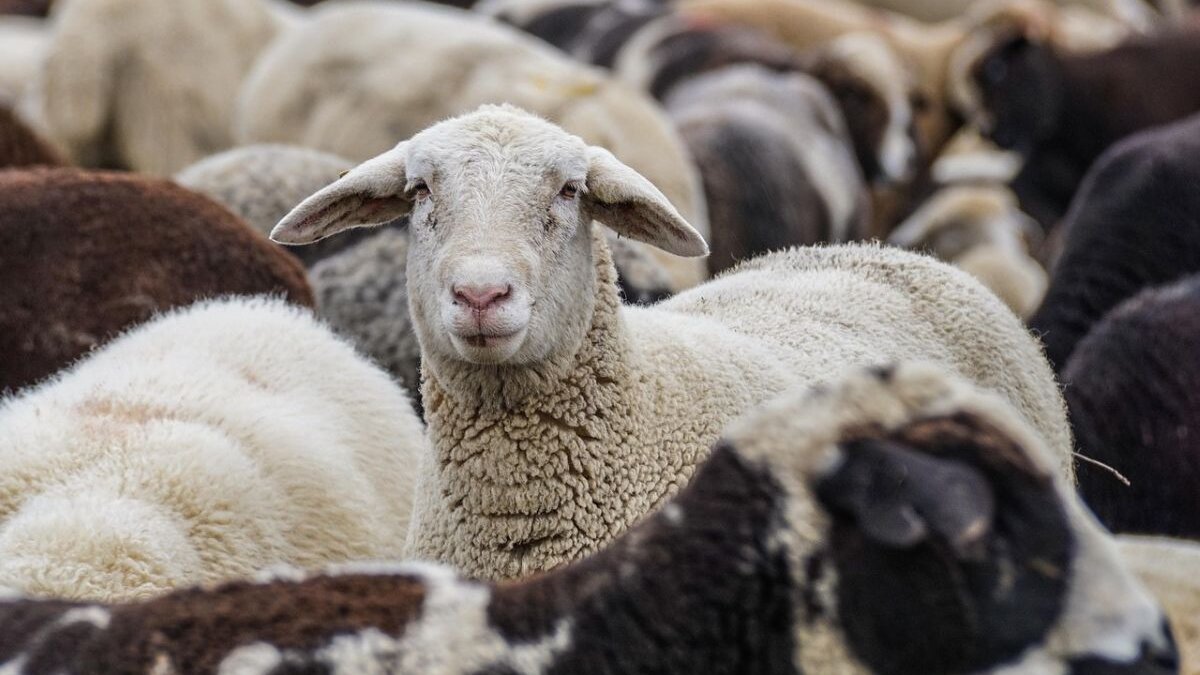 Schapen 5 dagen in eigen uitwerpselen bij Roemeense grens