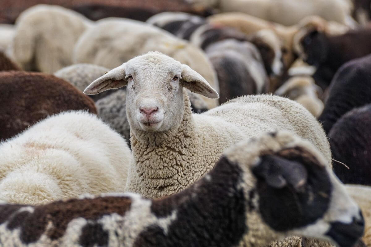 Schapen 5 dagen in eigen uitwerpselen bij Roemeense grens