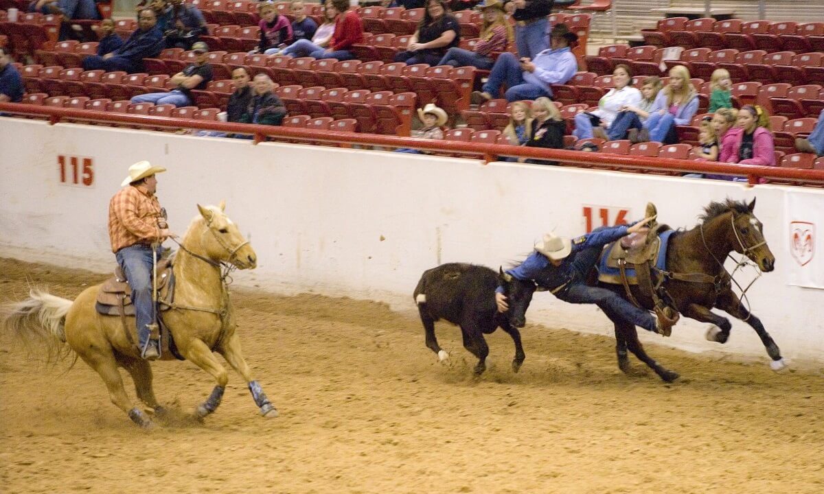 onnodige stress voor dieren tijdens rodeo's