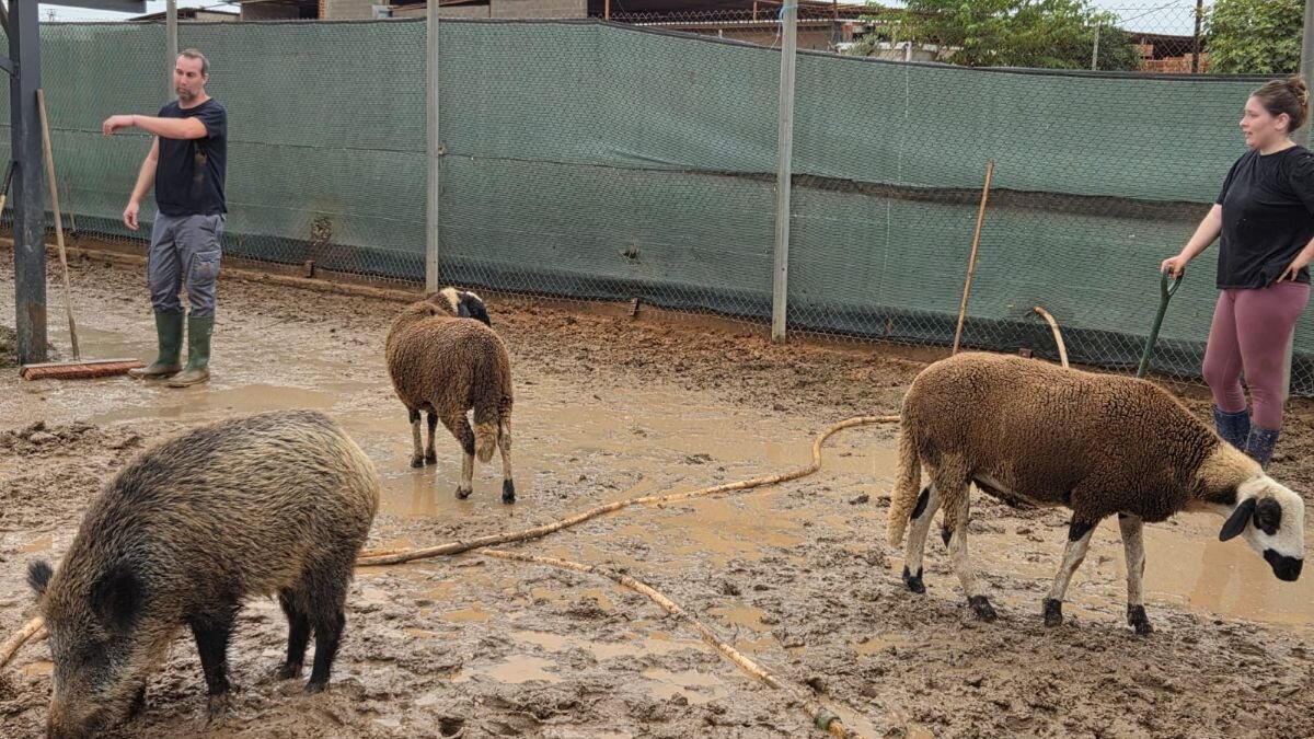 Droge pootjes voor dieren in Valencia dankzij House of Animals
