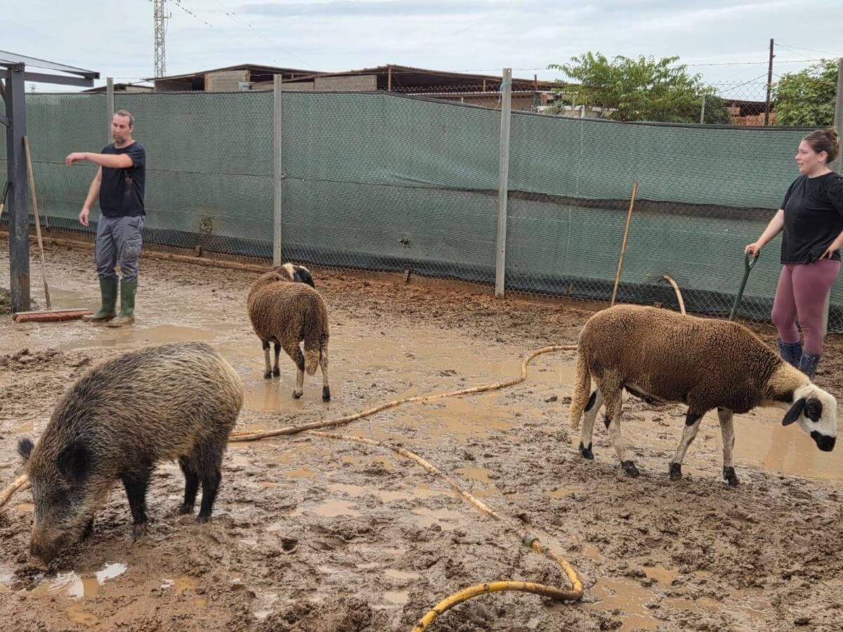 Droge pootjes voor dieren in Valencia dankzij House of Animals