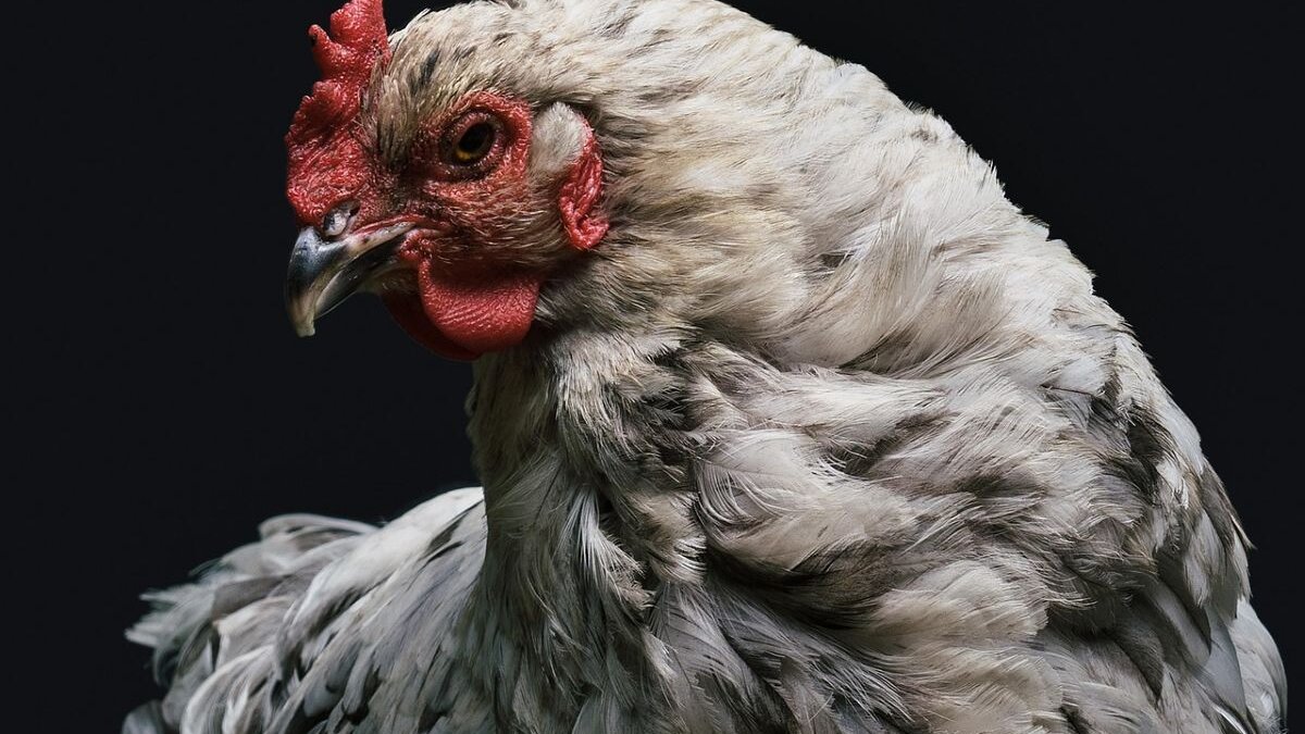 Landelijke ophokplicht na nieuwe uitbraak van vogelgriep