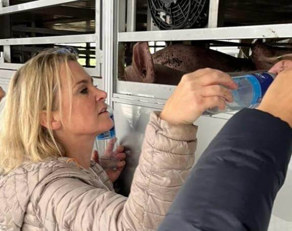 Pascale geeft varkens op veetransport water