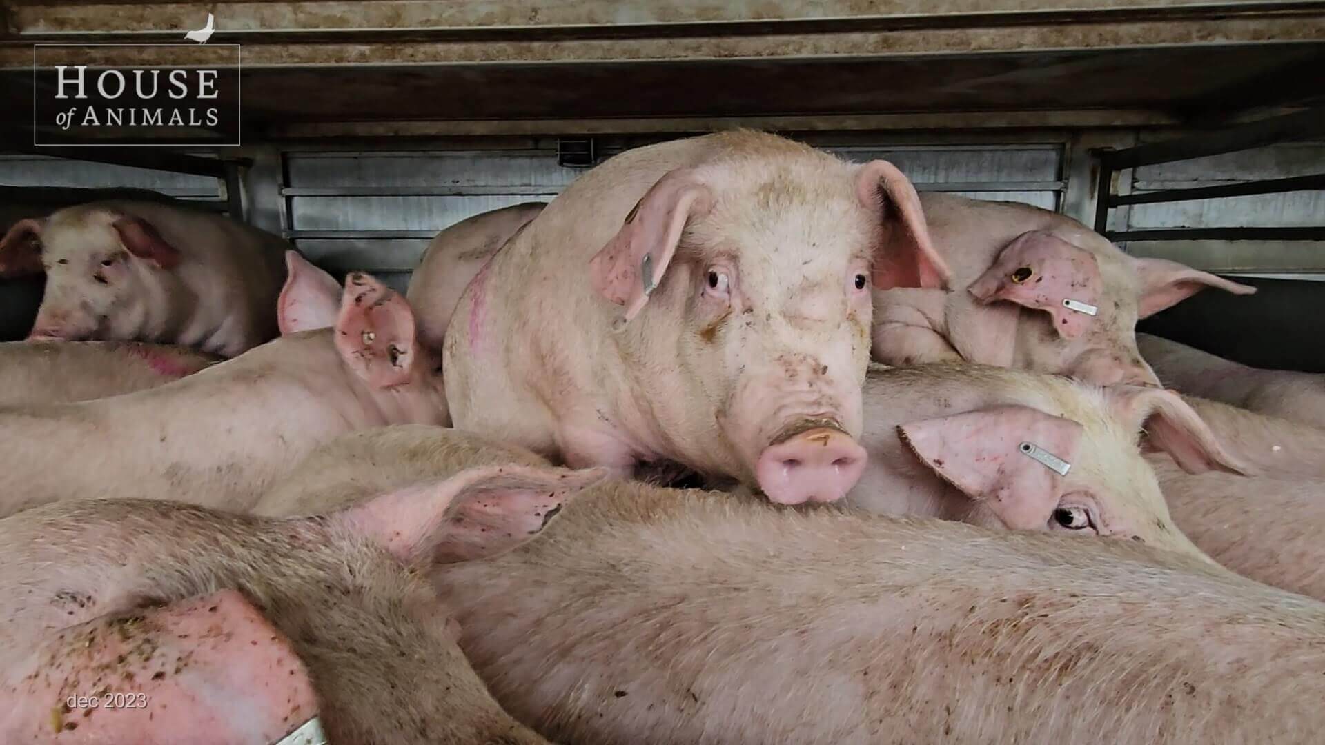 Vervoer van gewonde big kost transportbedrijf €3000