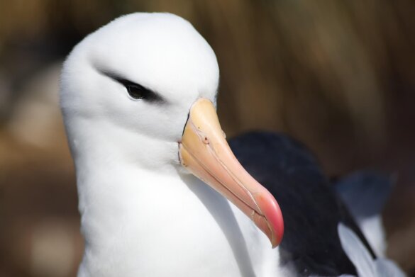 albatroskuikens