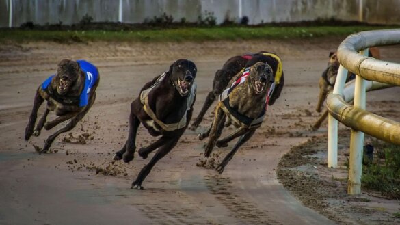 Einde greyhoundraces in Tasmanië dichterbij