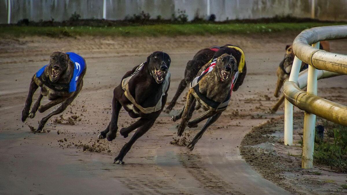 Einde greyhoundraces in Tasmanië dichterbij