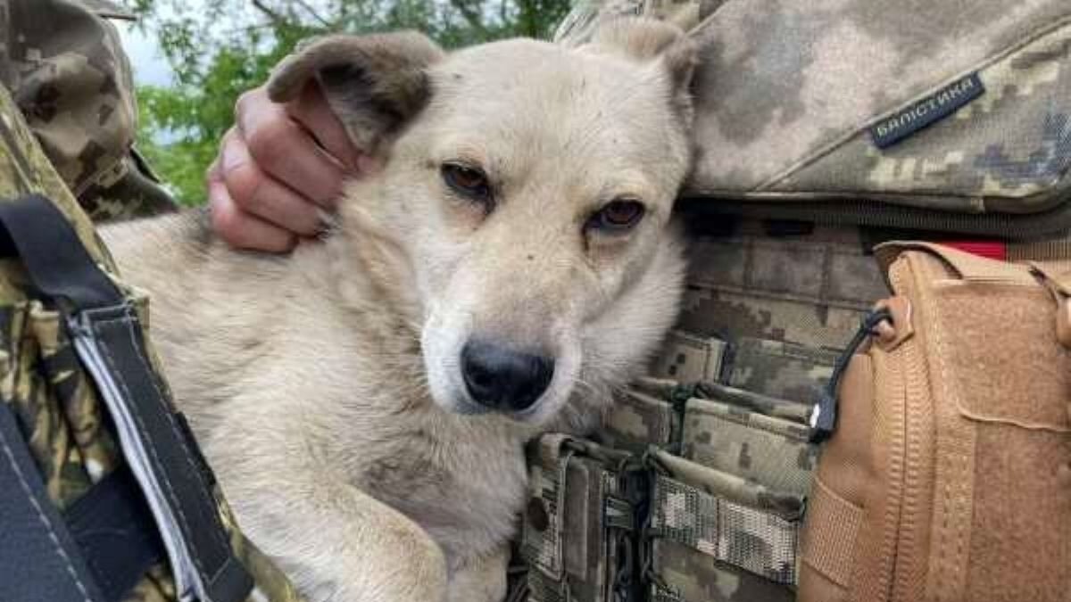 Nederlandse oorlogskeuken voor duizenden achtergelaten (huis)dieren Oekraïne (Hond gered door Oekraïense soldaat)