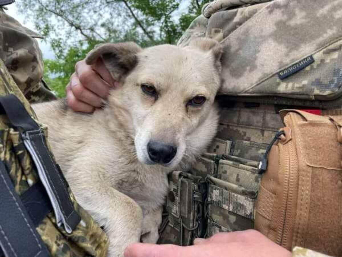 Nederlandse oorlogskeuken voor duizenden achtergelaten (huis)dieren Oekraïne (Hond gered door Oekraïense soldaat)