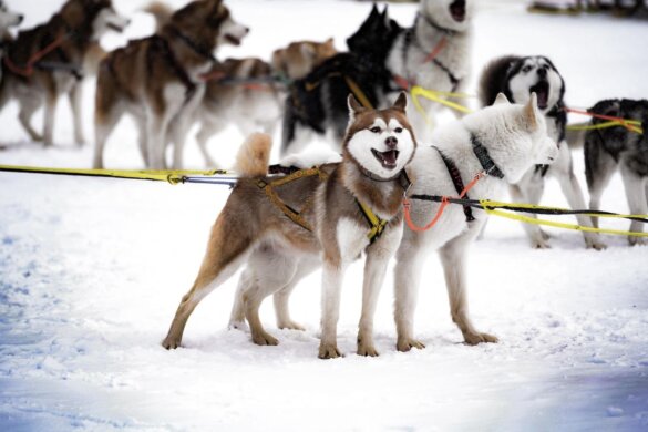 Verborgen misstanden van husky-safari's in Lapland
