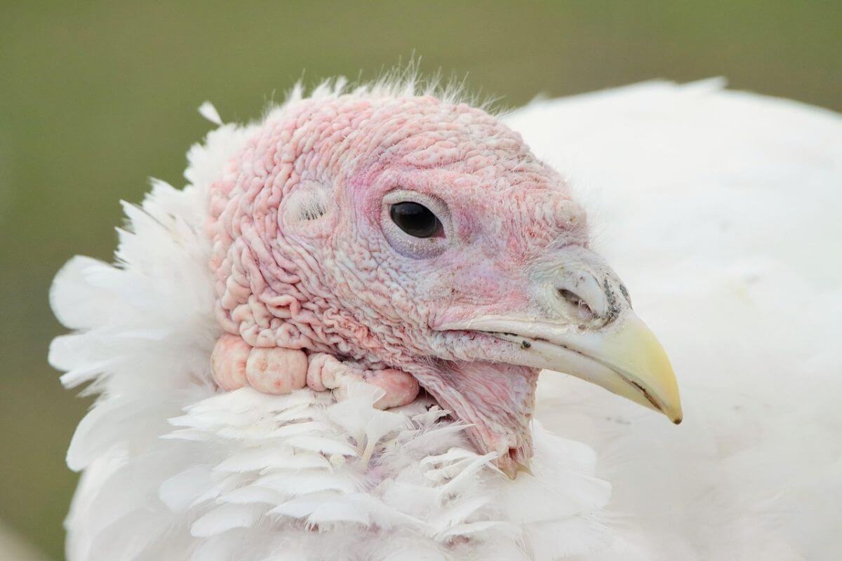 46 miljoen kalkoenen sterven jaarlijks voor Thanksgiving
