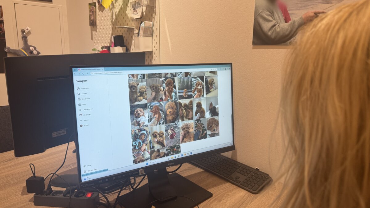 Het aanbod van minihondjes op Instagram