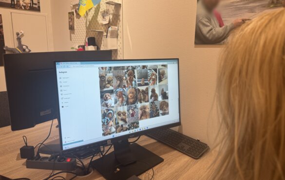 Het aanbod van minihondjes op Instagram