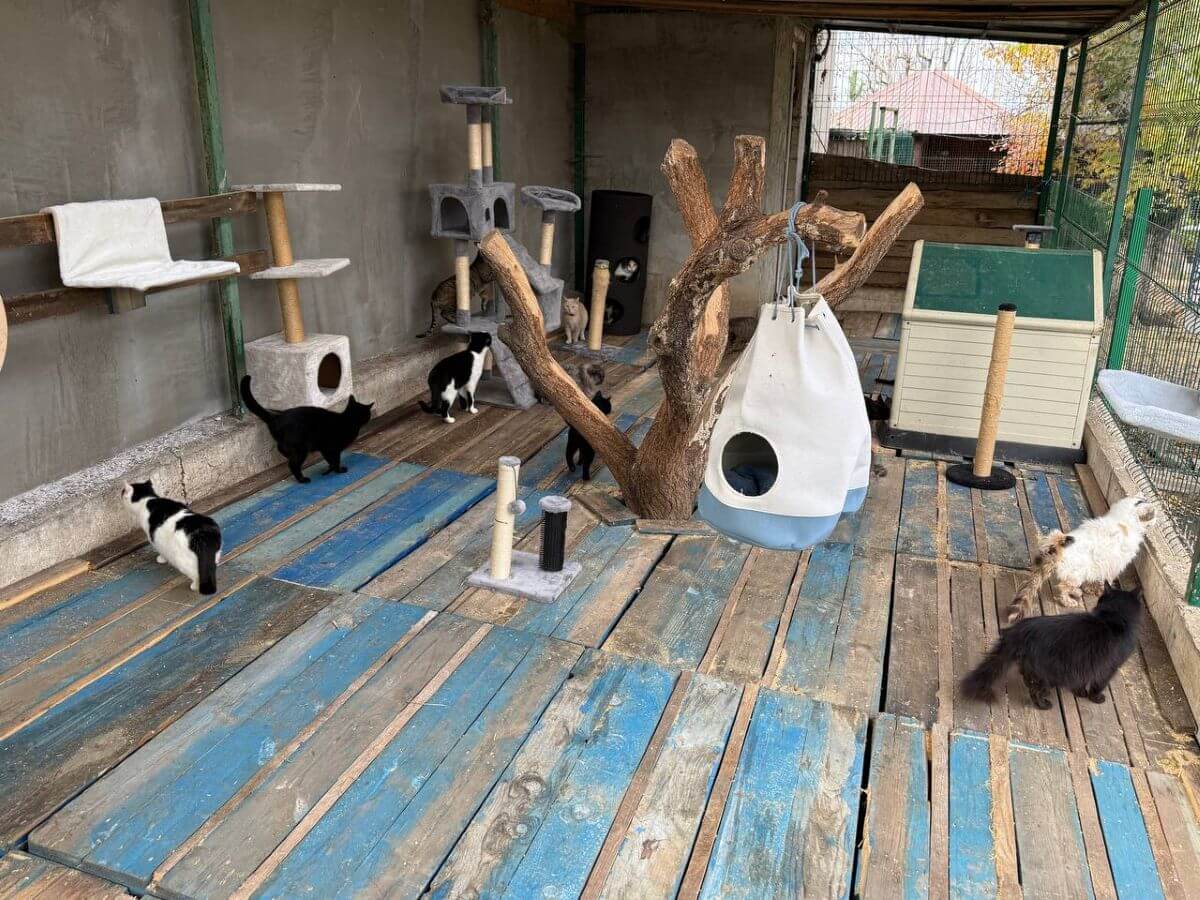 De nieuwe vloer van het kattenverblijf in Pegasus