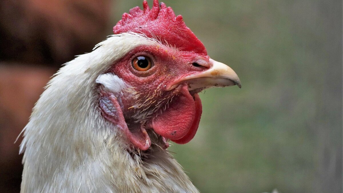 Vogelgriep rukt ook op in Zuid-Holland: 16.000 kippen dood