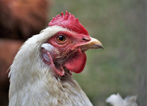 Vogelgriep rukt ook op in Zuid-Holland: 16.000 kippen dood
