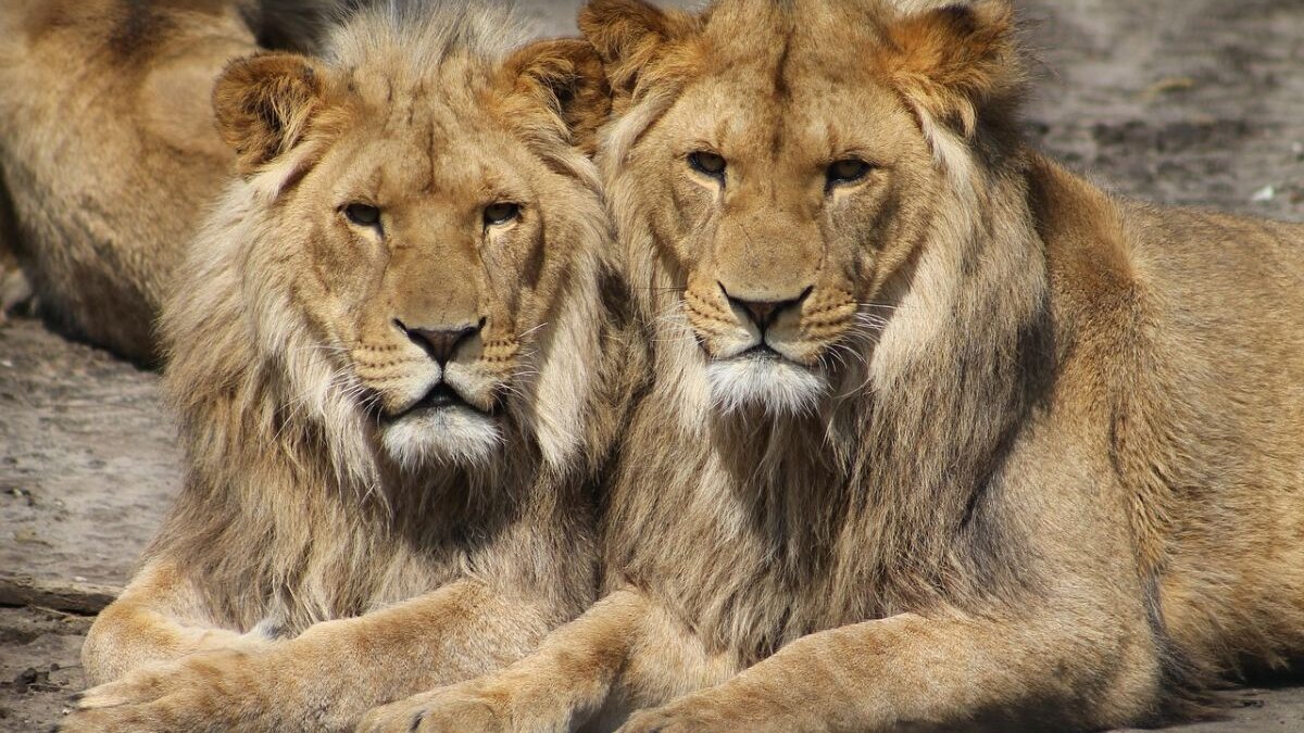 Dierentuin in Nieuw-Zeeland euthanaseert leeuwen na sluiting