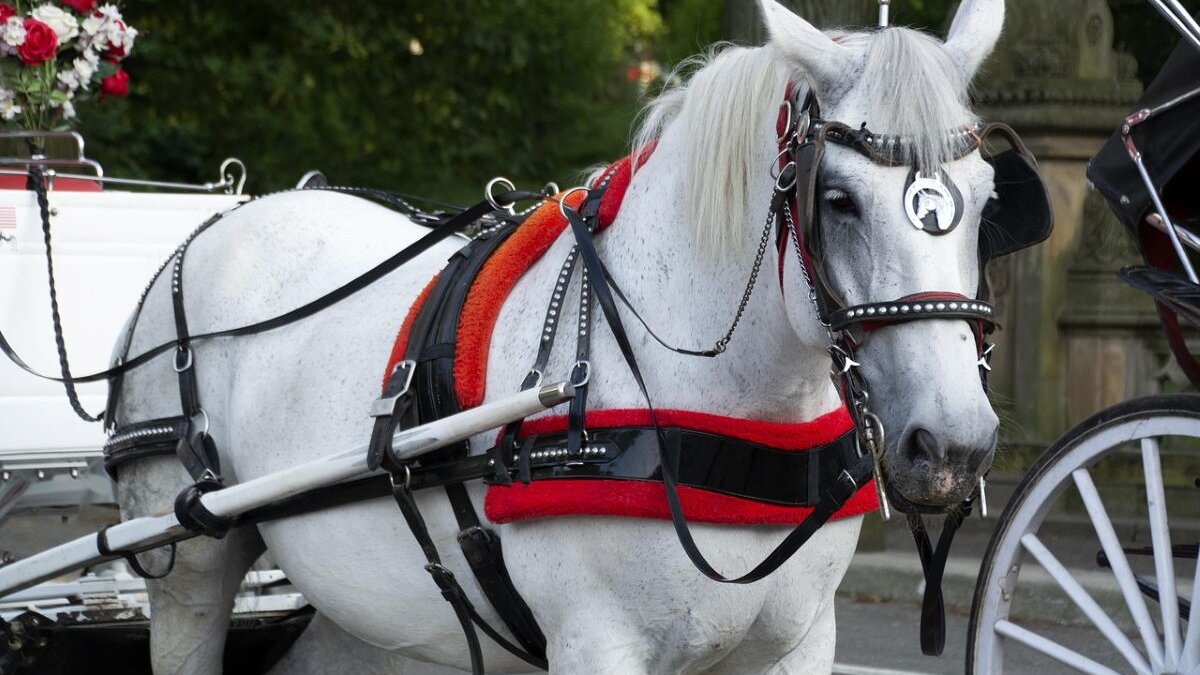 New York City weigert wet die koetspaarden moest beschermen