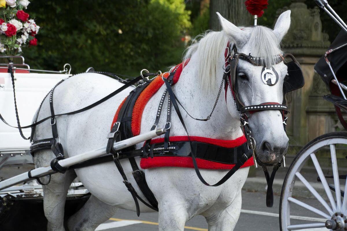 New York City weigert wet die koetspaarden moest beschermen