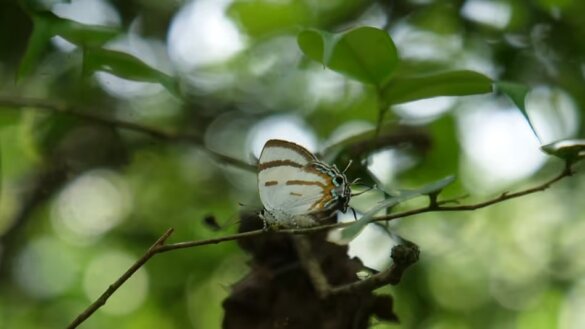Zes nieuwe vlindersoorten ontdekt in India