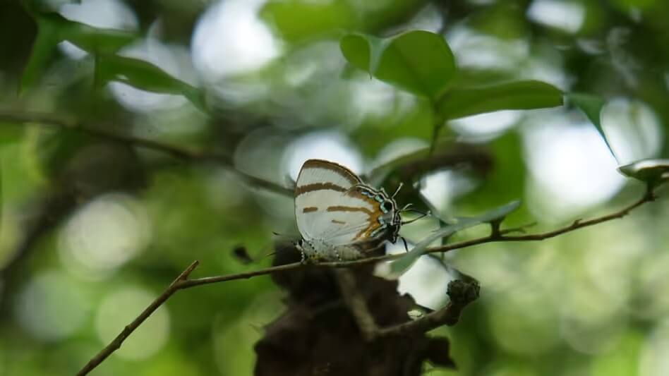 Zes nieuwe vlindersoorten ontdekt in India