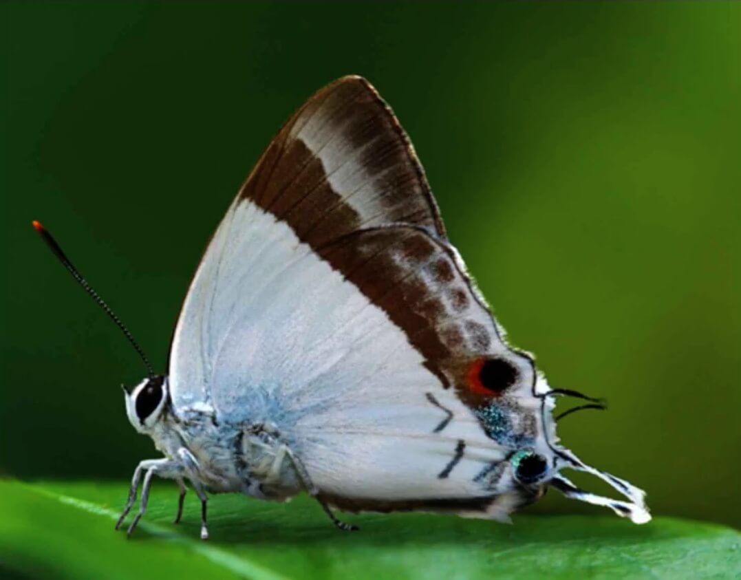 Zes nieuwe vlindersoorten ontdekt in India