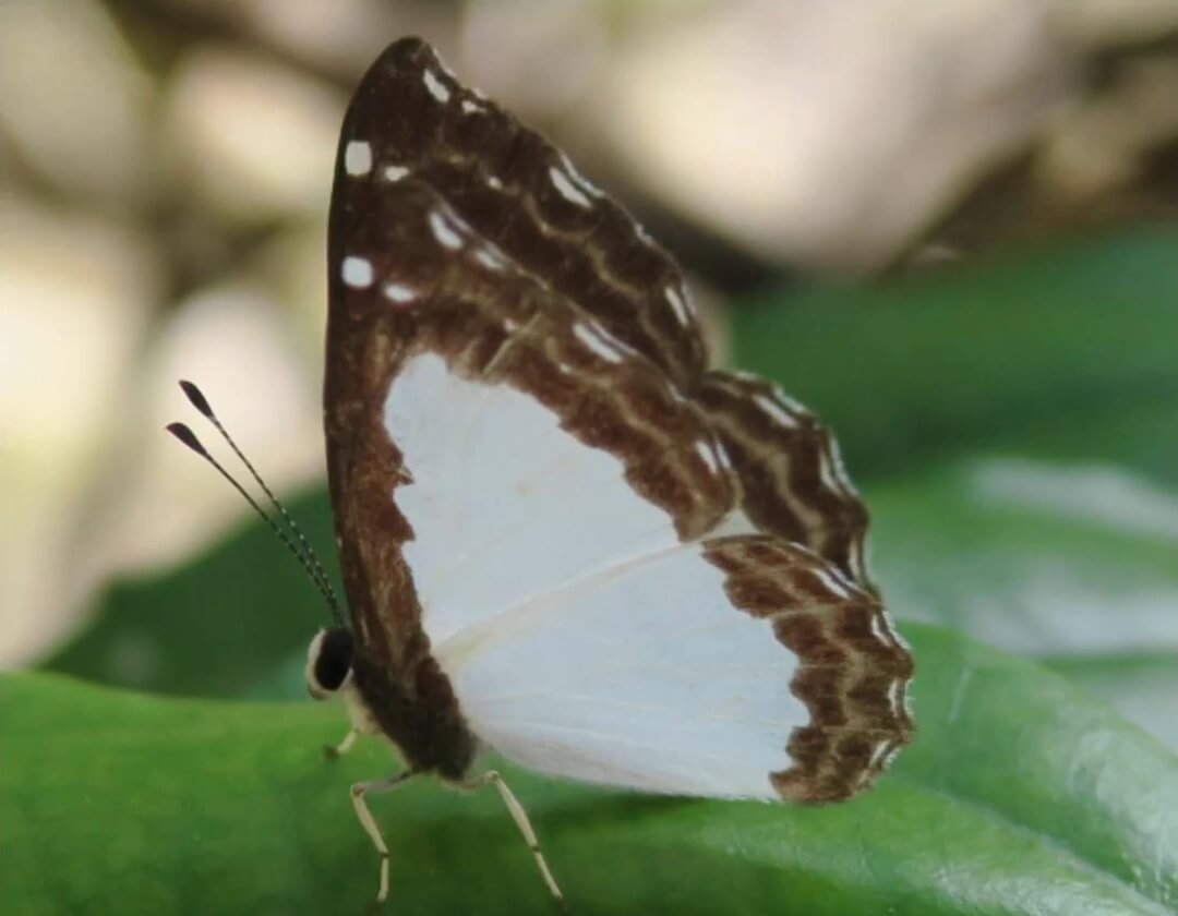 Zes nieuwe vlindersoorten ontdekt in India