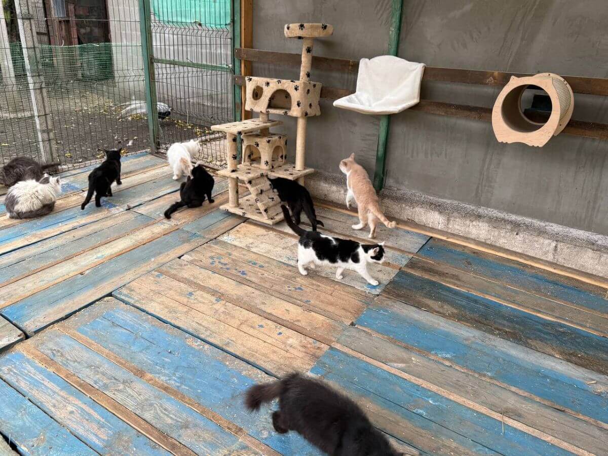 Speelruimte voor Oekraïense katten dankzij Nederlandse pallets