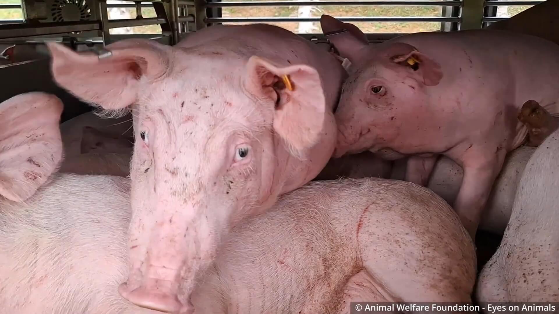 Afgedankte restbiggen op transport naar Kroatië voor slacht