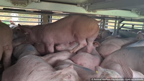 Afgedankte restbiggen in overvol transport naar Kroatië