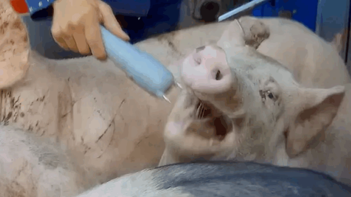 Minister Wiersma, waar blijft het beloofde stroomstootverbod? | Foto: Varkens in Nood