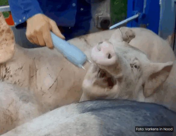 Minister Wiersma, waar blijft het beloofde stroomstootverbod? | Foto: Varkens in Nood