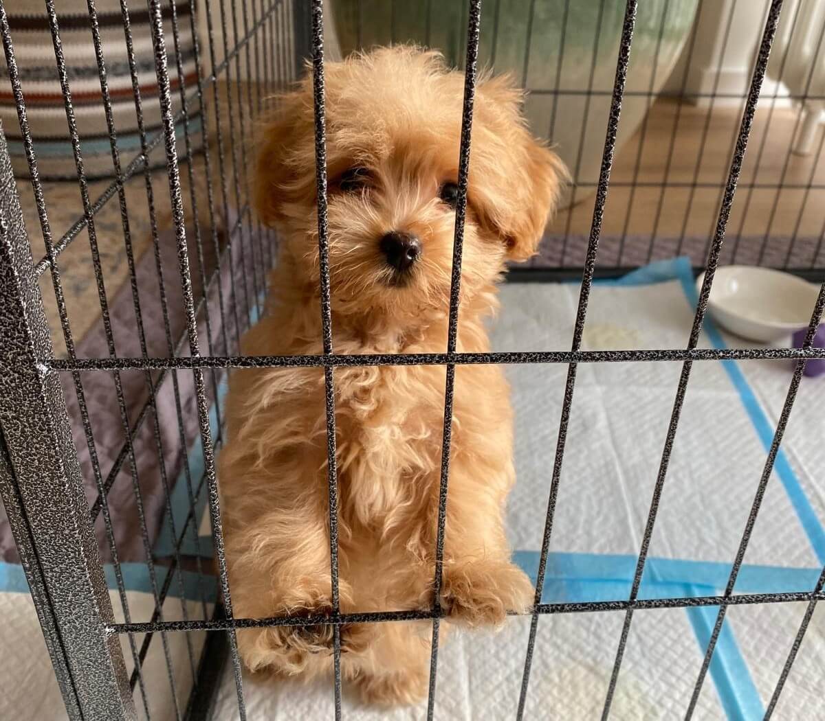 Minihondje in de verkoop