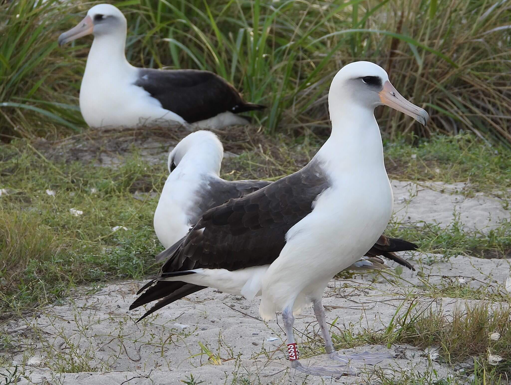 's werelds oudste geringde wilde vogel Wisdom is terug op Midway Atoll